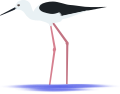 Black-winged Stilt