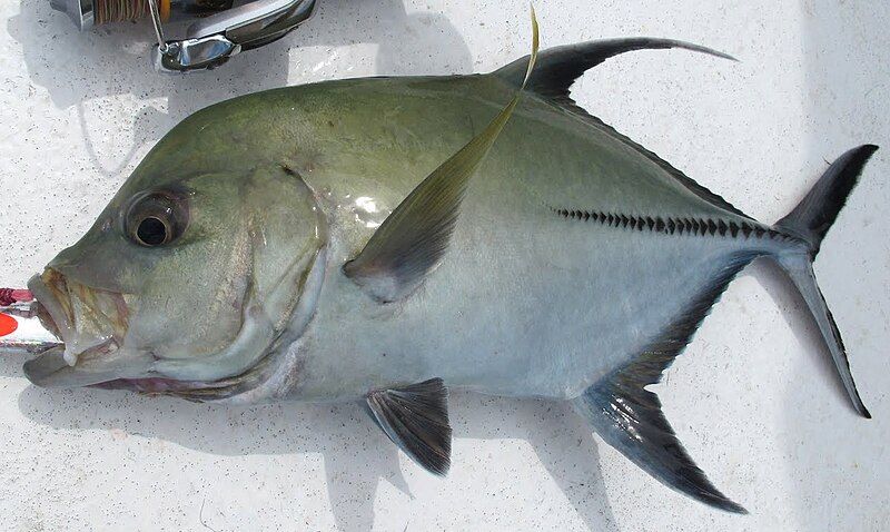 File:Black trevally.JPG