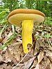 The butter-foot bolete (Boletus auripes)