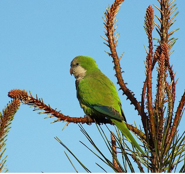 File:COTORRA Myiopsitta monachus.jpg