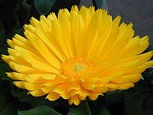 Calendula Officinis