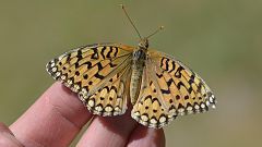 Speyeria callippe. Upperside