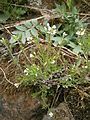 Cardamine flexuosa