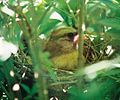 Female Cardinal on her nest.