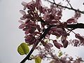 Cercis siliquastrum flowering close-up