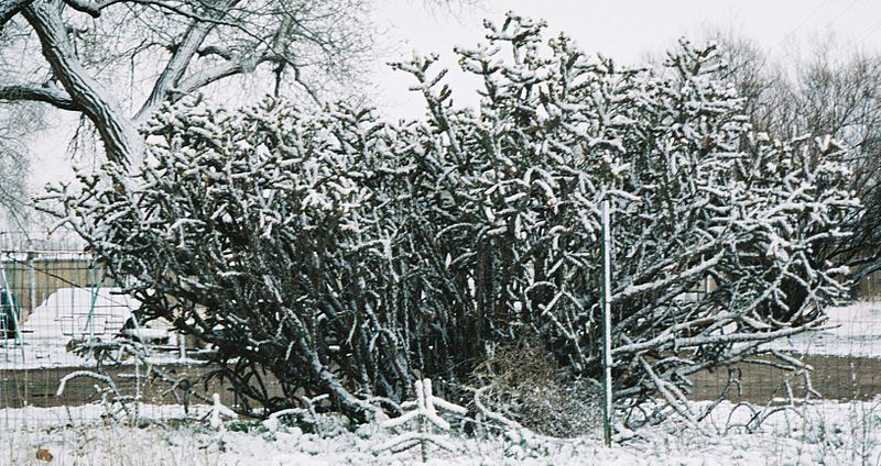 File:Cholla in snow.jpg