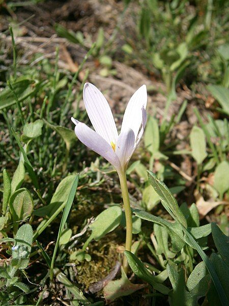 File:Colchicum alpinum flower.jpg