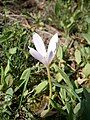 Colchicum alpinum