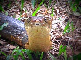 King Cobra shot at Bannerghatta,Bangalore,India.