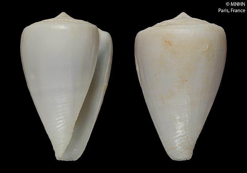 File:Conus angeluquei (MNHN-IM-2014-6900).jpeg