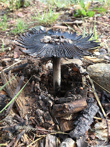 File:Coprinus calyptratus2.jpg