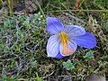 Crocus speciosus close-up