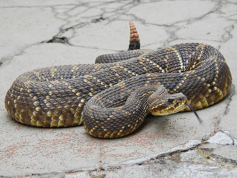 File:Crotalus durissus.jpg