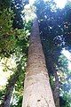 Pigeonberry ash at Boorganna Nature Reserve