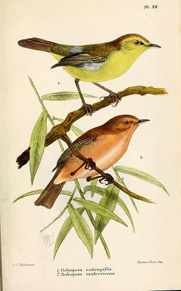 File:CulicipetaKeulemans.jpg