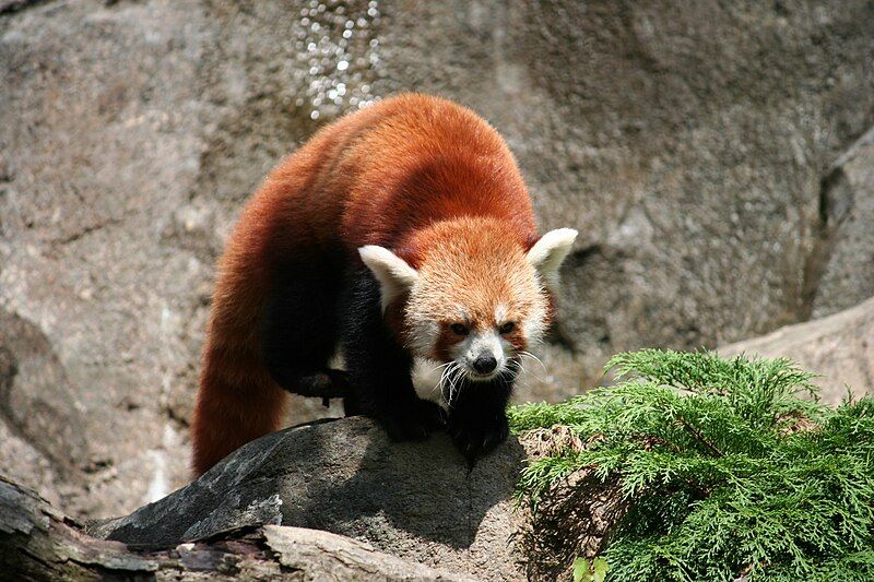 File:DCzooRedPanda.JPG