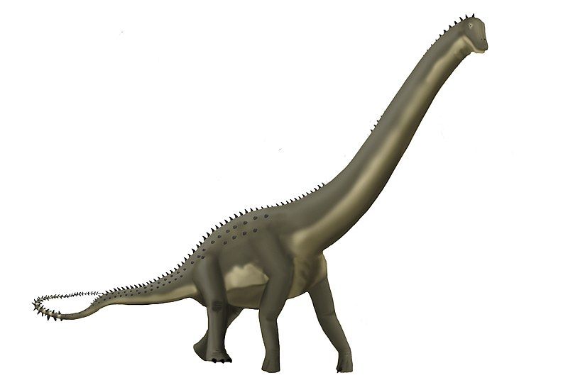 File:Dinheirosaurus lourinhanensis.jpg