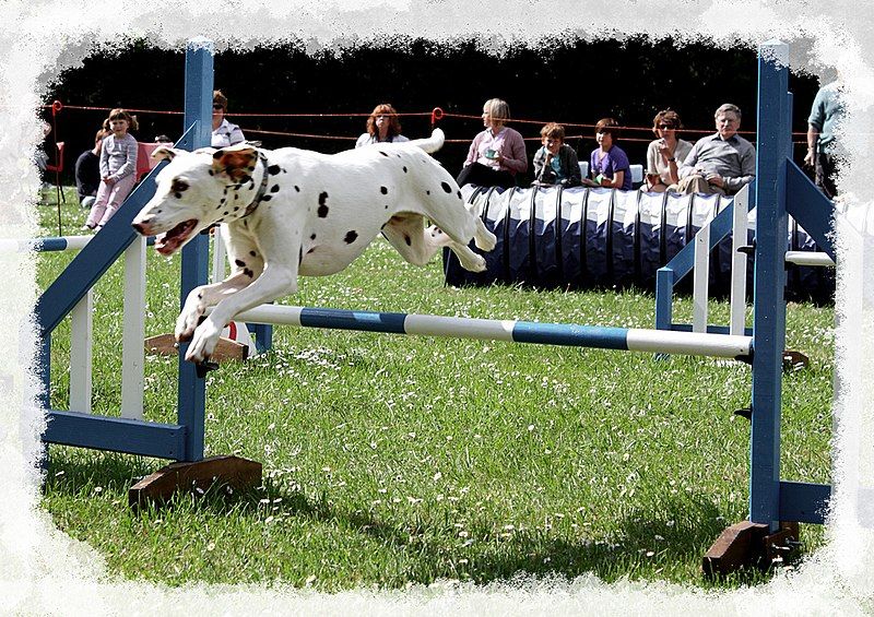 File:Dogdalmatian jumping.jpg