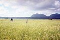 Rice field in Mehara