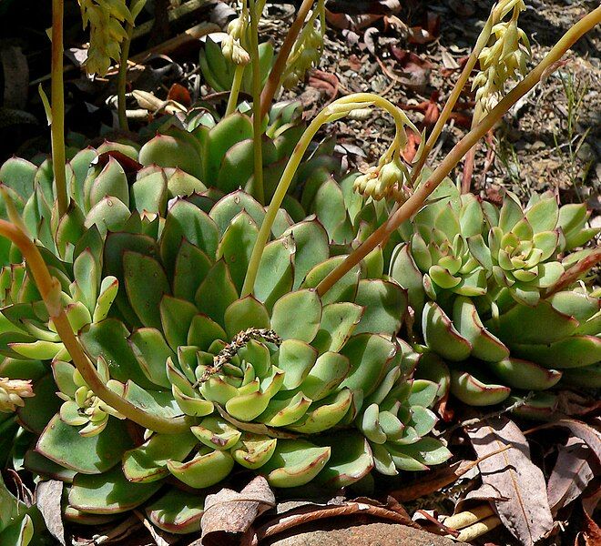 File:Echeveria pulidonis 4.jpg