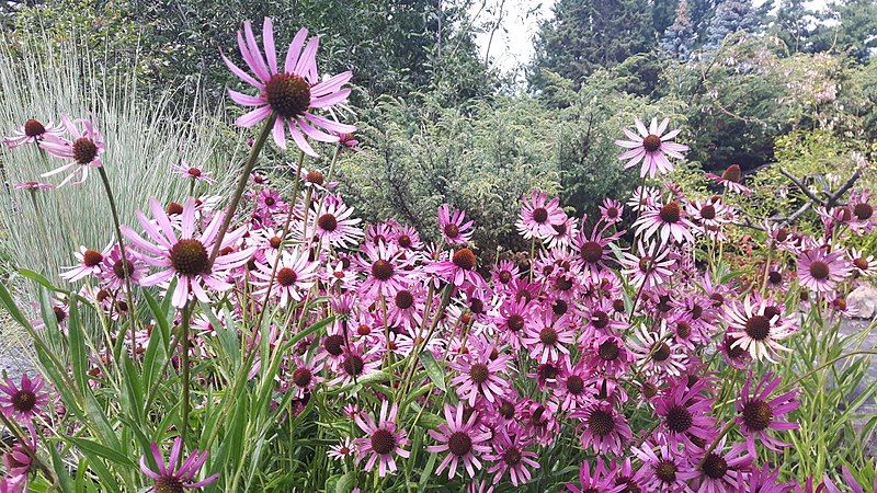 File:Echinacea tennesseensis JBM.jpg