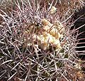 Echinocactus polycephalus