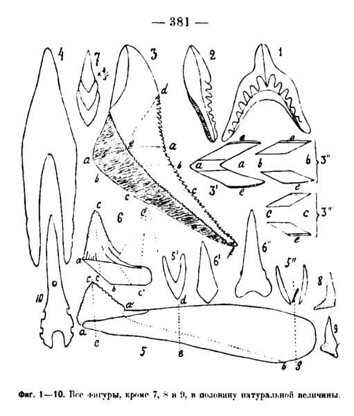 File:Edestoid teeth.png