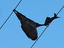 A dead flying fox hangs on overhead power lines, with blue sky behind it.