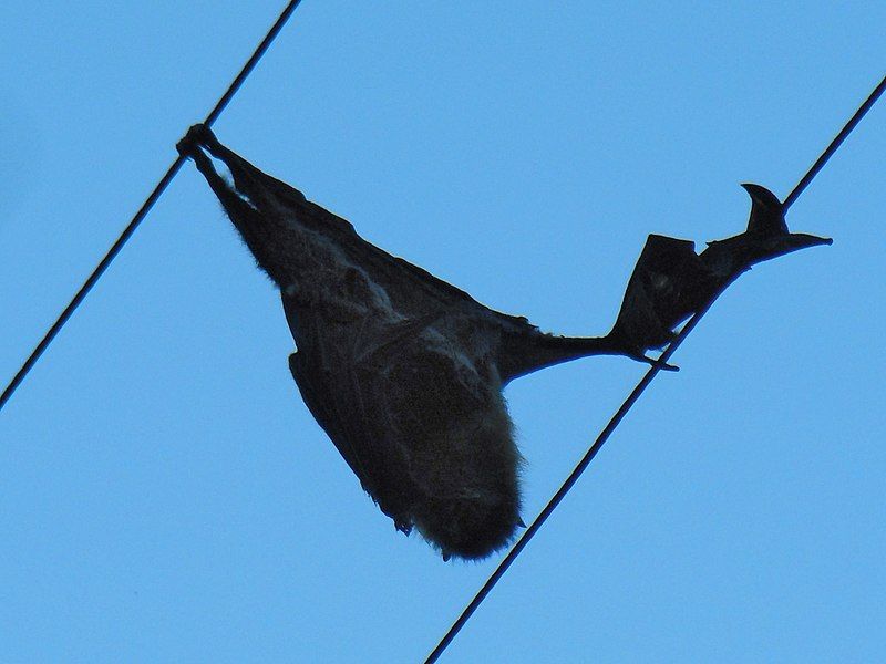 File:Electrocuted flying fox.jpg