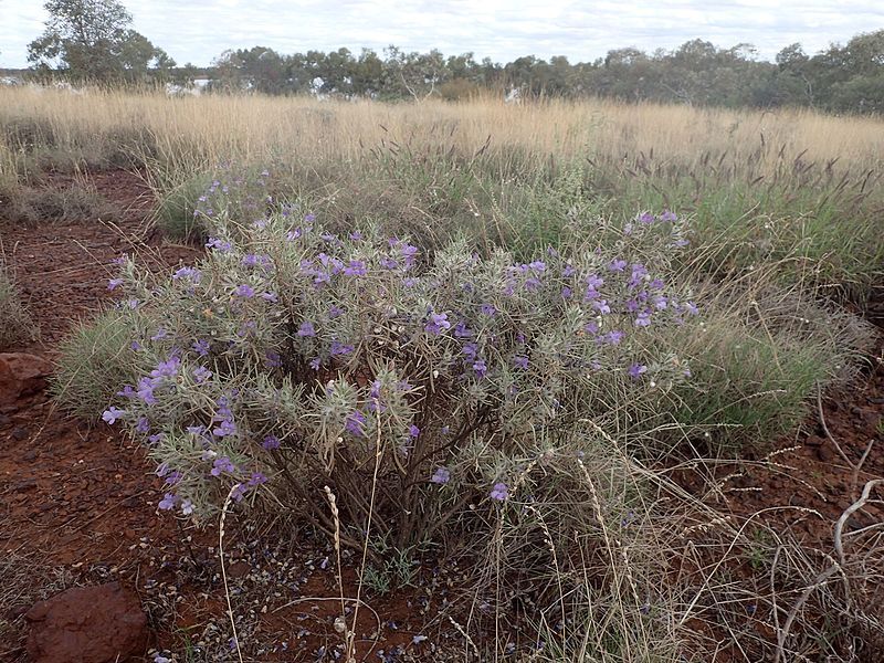 File:Eremophila margarethae (habit).jpg