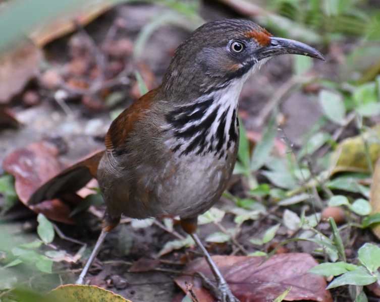 File:Erythrogenys erythrocnemis 252081017.png