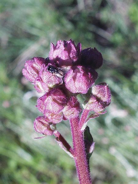 File:Eupatorium macrocephalum02.jpg