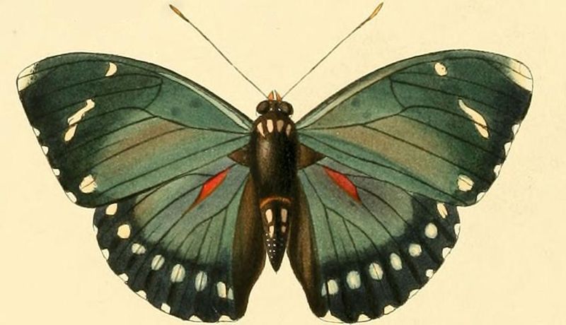 File:Euphaedra zampa1.JPG