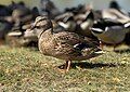 Female Mallard standing