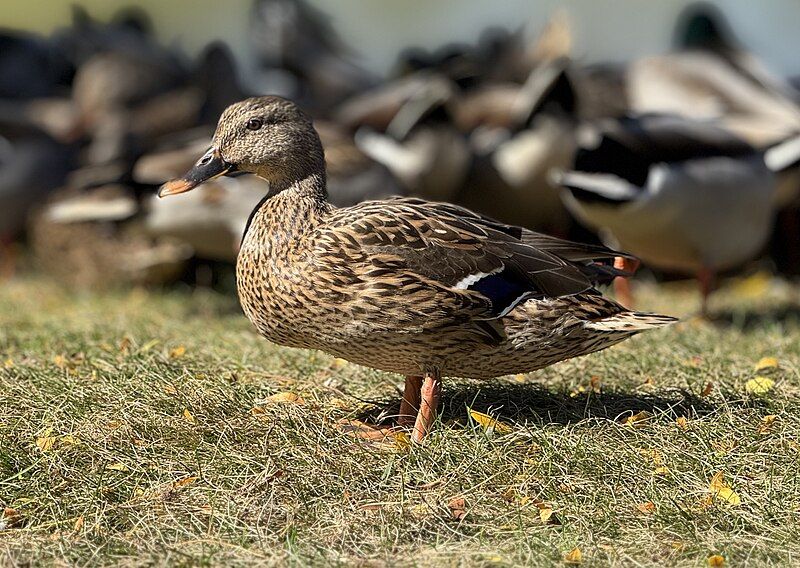 File:Female Mallard standing.jpg