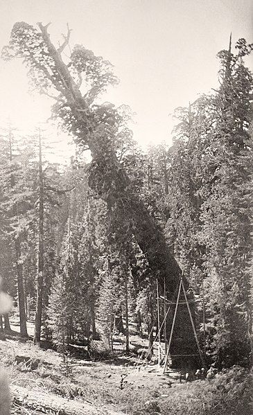 File:General-Noble-a-giant-sequoia-tree-in-Converse-Basin-Grove-felling-1892.jpg