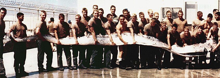 A 7 m (23 ft) king of herrings oarfish, washed up on the beach of a Navy SEAL training base in California