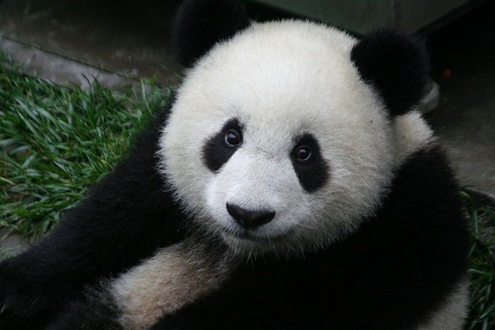 Sad panda