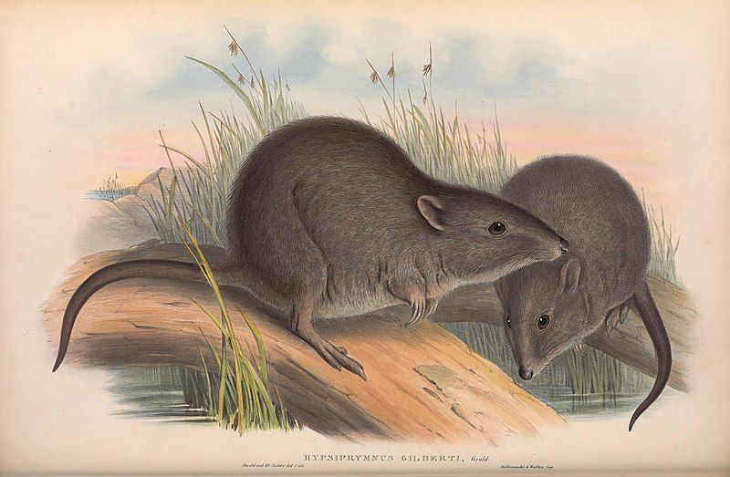 File:Gilbert's potoroo.jpg