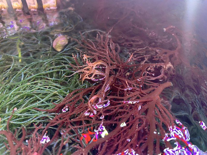 File:Glowing macroalgae.jpg