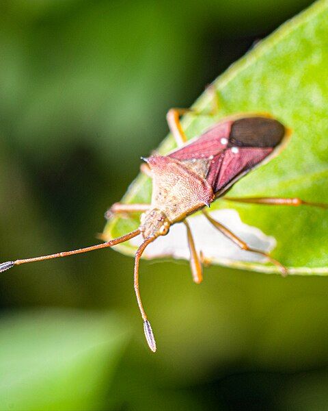 File:GonocerusBug macrogiants A.jpg