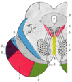 Transverse section through mid-brain