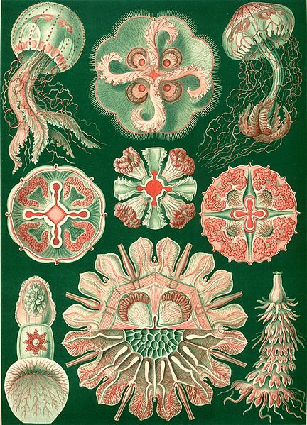 File:Haeckel Discomedusae 98.jpg