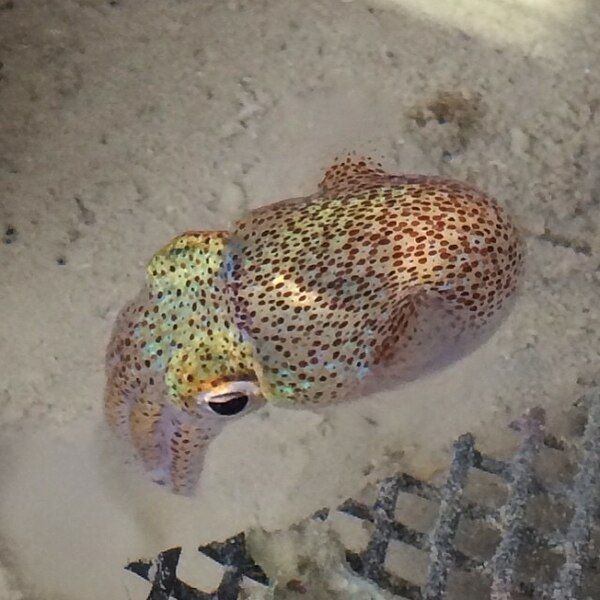 File:Hawaiian Bobtail Squid.jpg