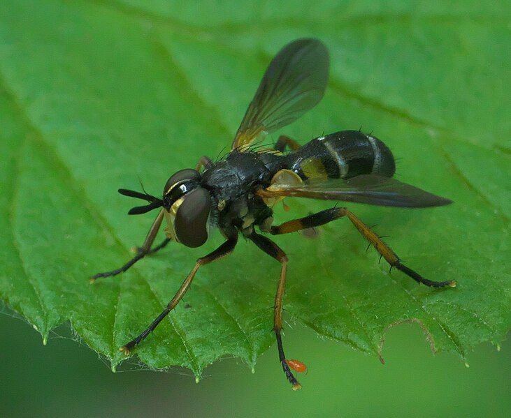 File:Hemyda aurata P1060367a.jpg