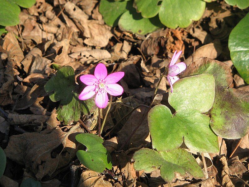 File:Hepatica nobilis pink3.jpg