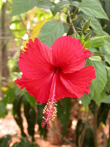 File:Hibiscus4.JPG