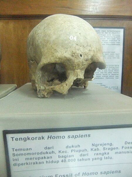 File:Homo sapiens Ngrejeng.JPG