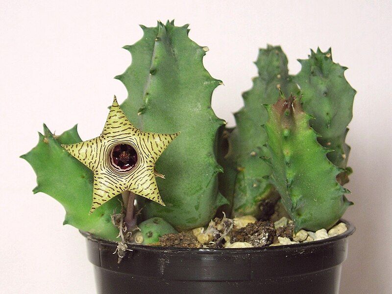 File:Huernia thureti (4352898999).jpg