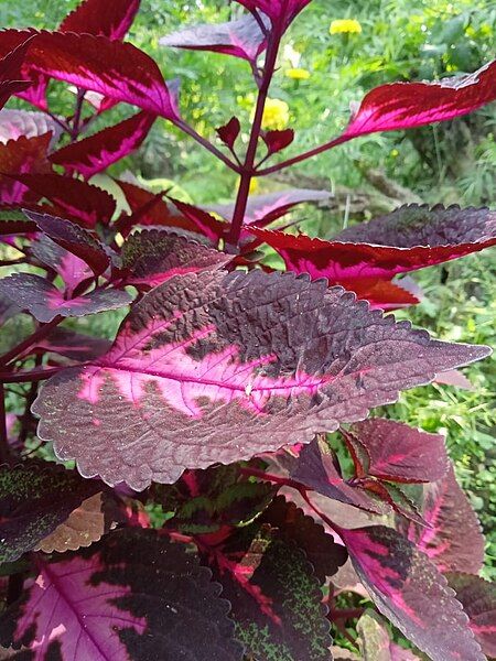 File:IMG-coleus~~.jpg